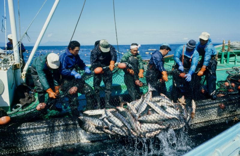 hoc-ve-ca-tai-japan-fish-college hoc-ve-ca-tai-japan-fish-college